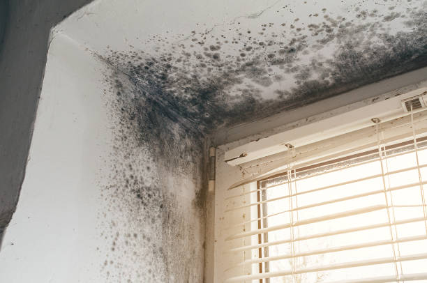Affordable Hvac And Air Duct Mold Remediation solutions in Morristown, NJ